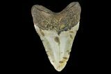 Fossil Megalodon Tooth - North Carolina #167009-2